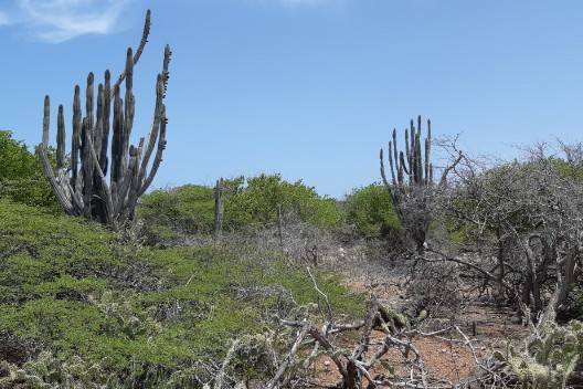 Eco toerisme op Bolivia Bonaire